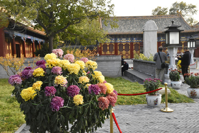 Chine : exposition de chrysanthèmes à Beijing