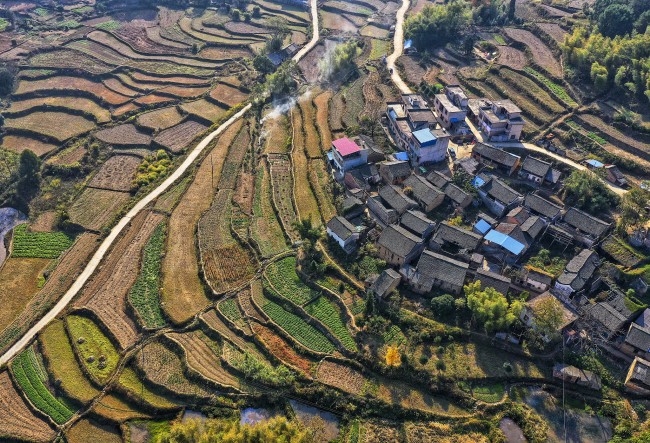 Paysage des ginkgos dans le village de Tongziao du bourg de Chalin à Yongzhou, dans le province chinoise du Hunan