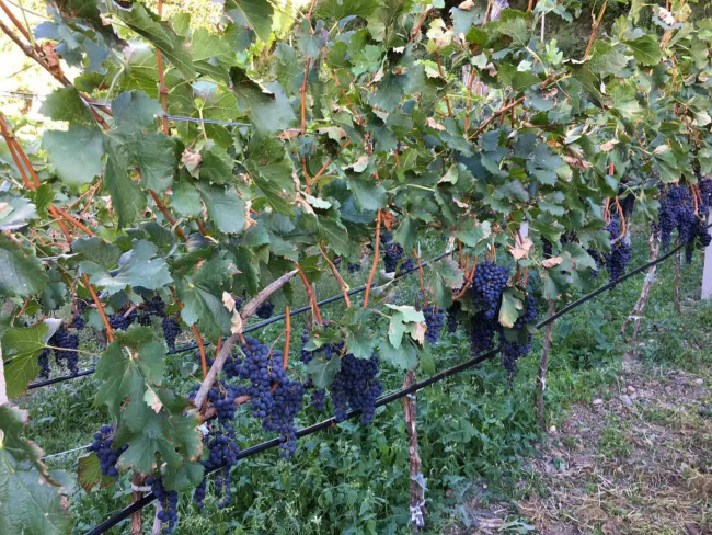 La vigne dans le domaine de Yves Roduit.(Photo fournie par Yves Roduit)