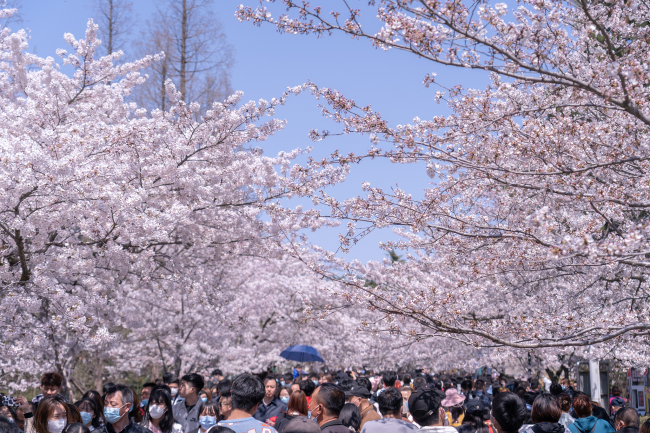 Les cerisiers du parc Zhongshan de Qingdao, dans la province du Shandong (est), sont en pleine floraison, attirant de nombreux visiteurs, le 4 avril 2021. 