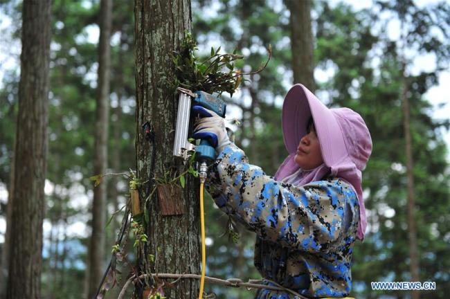 Αγρότισσα φυτεύει dendrobium nobile στον κορμό ενός δέντρου σε μια βάση καλλιέργειας στην πόλη Τονγγκού στην κομητεία Τζινπίνγκ που βρίσκεται στην επαρχία Γκουιτζόου της νοτιοδυτικής Κίνας, στις 12 Ιουνίου 2020. (Xinhua / Yang Ying)<br><br>