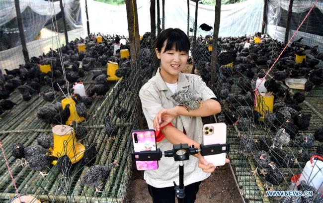 Η Λι Μενγκ μια παρουσιάστρια ζωντανής μετάδοσης πωλεί κοτόπουλα Plymouth Rock μέσω διαδικτύου στο Σιπινγκ της Ντανφένγκ, Σανγκλουό, στην επαρχία Σαανσί της βορειοδυτικής Κίνας, στις 20 Ιουλίου 2020.