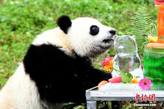 Ένα από τα μωρά πάντα γιορτάζει τα πρώτα του γενέθλια με ένα δροσιστικό δώρο σε ένα πάρτι που οργανώθηκε στο Βάση Σενσουπίνγκ της επαρχίας Σιτσουάν στην νοτιοδυτική Κίνα στις 16 Σεπτεμβρίου 2020.