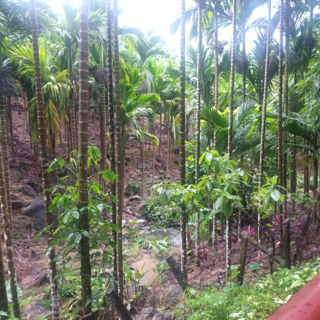 Οι Λι ζουν κυρίως στα νότια του Χαϊνάν όπου υπάρχει και το τροπικό δάσος βροχής (φωτ. Εύα Παπαζή, 20 Σεπτεμβρίου 2020)
