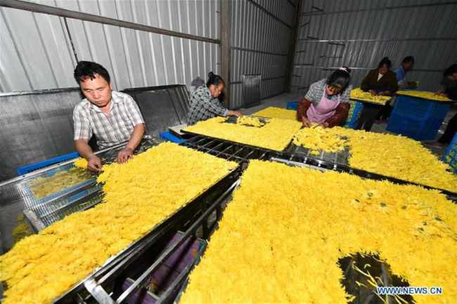 Χωρικοί απλώνουν τα χρυσάνθεμα για αποξήρανση στο χωριό Τζινσί του Σιμά κοντά στην κομητεία Λονγκλί της επαρχίας Γκουιτζόου της νοτιοδυτικής Κίνας, στις 27 Οκτωβρίου 2020. 