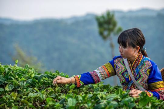 Μια γυναίκα της εθνίας Λαχού μαζεύει φύλλα τσαγιού στο δήμο Μπουλανγκσάν στην κομητεία Μενγκχάι, στην επαρχία Γιουνάν της νοτιοδυτικής Κίνας, στις 11 Απριλίου 2020. (Φωτογραφία / Xinhua)
