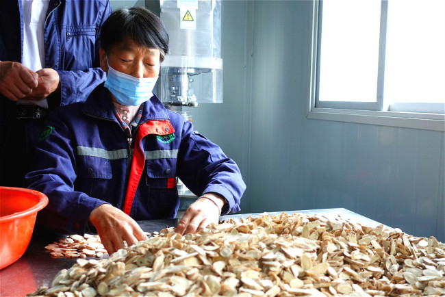 Ένας εργαζόμενος επιλέγει (挑选 tiāoxuǎn) κινέζικα φαρμακευτικά βότανα σε έναν αγροτικό συνεταιρισμό στην πόλη Τσαμπού στο Μινσιάν, στην επαρχία Γκανσού της βορειοδυτικής Κίνας, την 1η Σεπτεμβρίου 2020. [Φωτογραφία: China Plus]