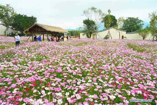 Άνθρωποι επισκέπτονται ένα κήπο λουλουδιών στην ιστορική κοινότητα Λιανγκτσουό του Φουτζόου, στην επαρχία Φουτζιέν της νοτιοανατολικής Κίνας, 21 Οκτωβρίου 2020. (Xinhua / Lin Shanchuan)
