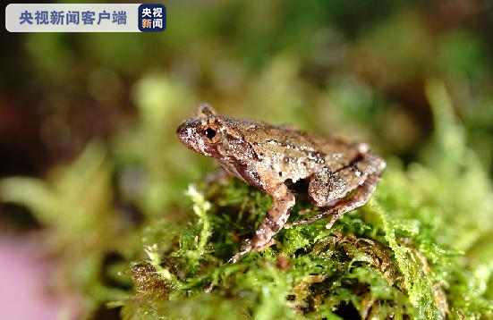 Megophrys baishanzuensis (Haishanzu Horned Toad) [Φωτογραφία: CCTV]