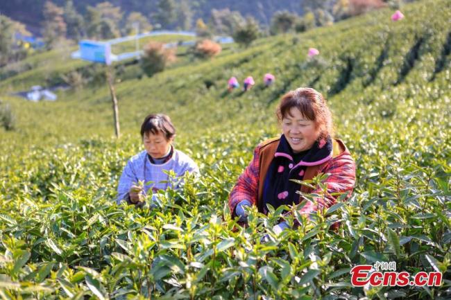 Αγρότες μαζεύουν τα φυλλαράκια του τσαγιού Αντζί Μπάι στην κομητεία Αντζί που βρίσκεται στην επαρχία Τζετζιάνγκ της ανατολικής Κίνας, στις 22 Μαρτίου 2021.