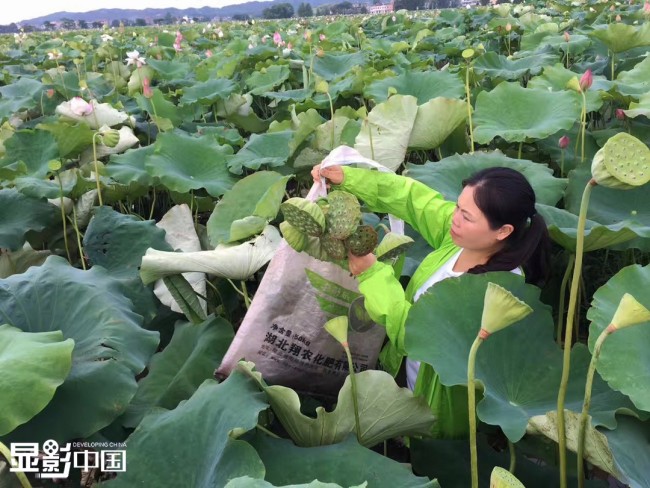 Η Ράο Τσουνχόνγκ διαλέγει σπόρους νούφαρων. [Φωτογραφία / Xinhua]