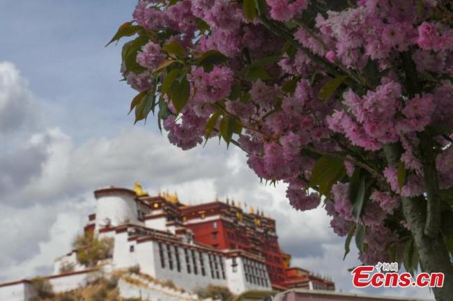 Ανθισμένος ο δρόμος Beijing Middle Road και από τις δύο πλευρές, στα ‘πόδια’ του Παλατιού Ποτάλα στην Λάσα, Αυτόνομη Περιοχή του Θιβέτ, στις 7 Μαΐου 2021. (φωτογραφία / China News Service)
