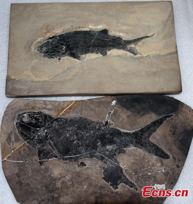 Το μεγαλύτερο ατομικό απολιθωμένο δείγμα του Zhang pteronisculus, ένα νέο pteronisculus, ψάρια με ακτινο-πτερύγια (Actinopterygli), παρουσιάζεται στο Ινστιτούτο Παλαιοντολογίας Σπονδυλωτών και Παλαιοανθρωπολογίας της Κινεζικής Ακαδημίας Επιστημών, 19 Μαΐου 2021. (Φωτογραφία: China News Service)