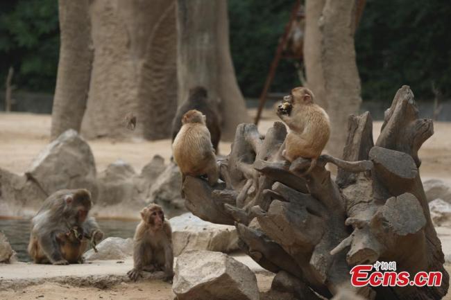 Μαϊμουδάκια χαίρονται τα ειδικά για αυτά τζόνγκτζι που έλαβαν για το Φεστιβάλ Ντουανγού στον ζωολογικό κήπο του Τζενγκτζόου στην επαρχία Χενάν, στις 9 Ιουνίου 2021.