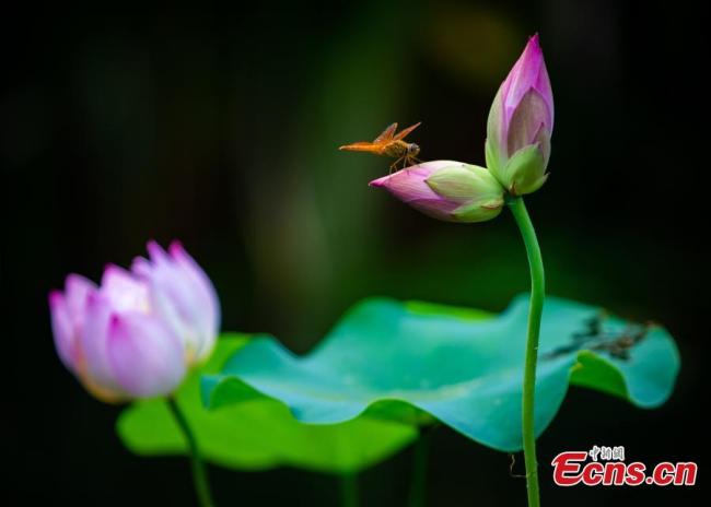 Η φωτογραφία δείχνει μια λιβελλούλη να στέκεται πάνω σε δίδυμα νούφαρα στη λίμνη Σουανγού, στην Ναντζίγνκ της επαρχίας Τζιανγκσού στις 15 Ιουνίου 2021. Τα δίδυμα άνθη είναι ένα σπάνιο και πολύτιμο θέαμα, με κάθε λουλούδι να έχει την δική του βάση, που συνδέεται με το μίσχο. (Φωτογραφία: VCG Su Yang)<br>
