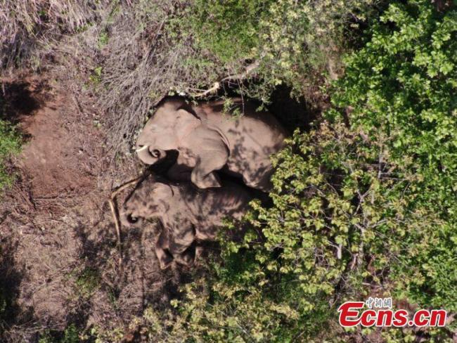 Η φωτογραφία δείχνει τους περιπλανώμενους άγριους ασιατικούς ελέφαντες στην επαρχία Γιουνάν της νοτιοδυτικής Κίνας. (Φωτογραφία από την Δασική Πυροσβεστική της επαρχίας Γιουνάν)