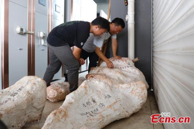 Ερευνητές εξετάζουν τα συσκευασμένα απολιθώματα δεινοσαύρων στην πόλη Λουφένγκ, στην επαρχία Γιουνάν της νοτιοδυτικής Κίνας. (Φωτογραφία / China News Service)