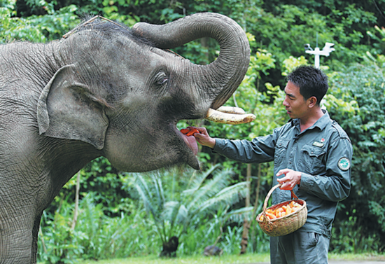 Ο Σιονγκ Τσαογιόνγκ ελέγχει τα δόντια ενός νεαρού ελέφαντα στο Κέντρο Αναπαραγωγής και Διάσωσης Ασιατικού Ελέφαντα στην Σισουανμπανά, επαρχία Γιουνάν της νοτιοδυτικής Κίνας. (φωτογραφία / CHINA DAILY)