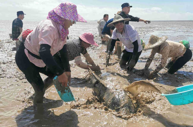 Xωρικοί βρέχουν μια φάλαινα για να την κρατήσουν στην ζωή αφού την βρήκαν με το κοπάδι της να έχει ξεβραστεί στην στεριά, στο Λινχάι της επαρχίας Τζετζιάνγκ της ανατολικής Κίνας.