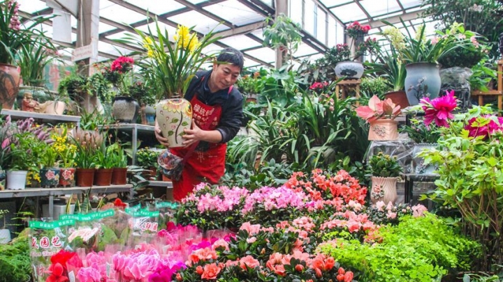 Pessoas compram flores para o Festival da Primavera