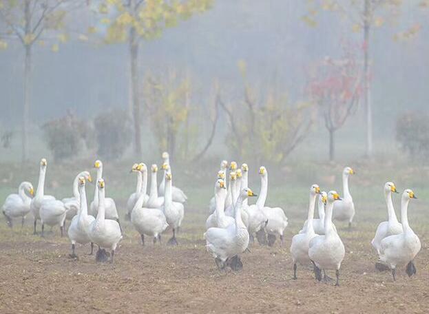 Меры по защите лебедей в уезде Пинлу провинции Шаньси