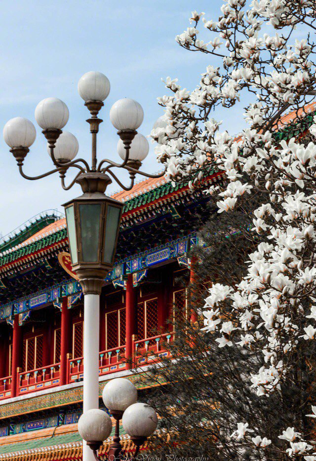 В столице Китая наступает сезон цветения магнолий