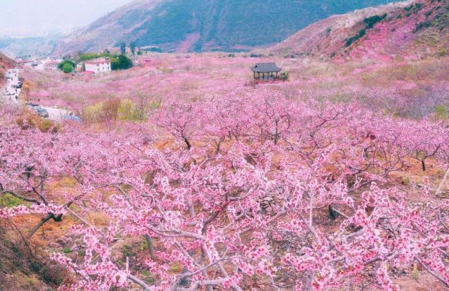Цветы персика в районе Пингу столицы Китая