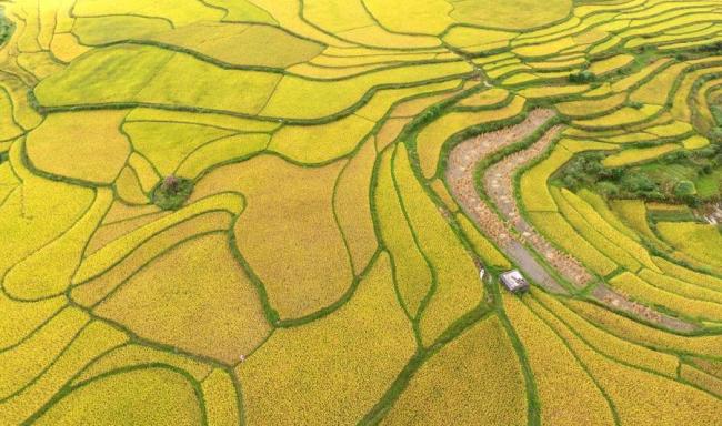 جنوب مغربی چین میں کھیتوں کا فضائی نظارہ