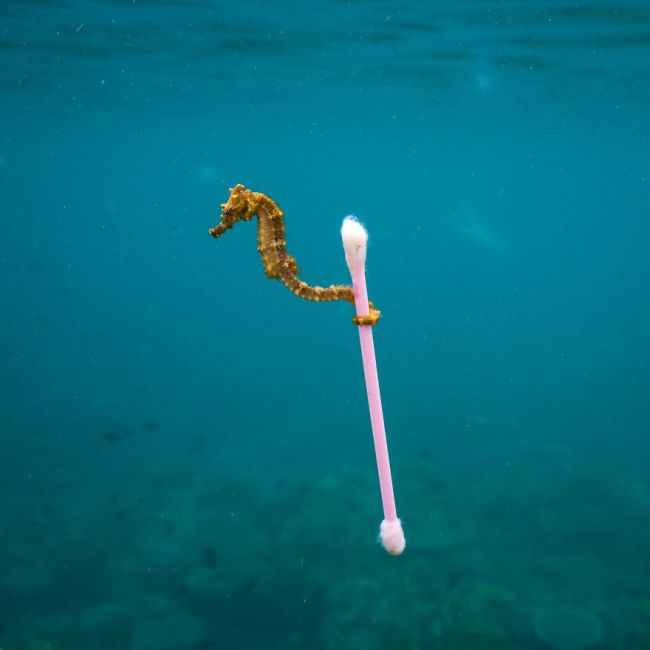  دوہزار سترہ کی جنگلی حیات کی بہترین تصاویر