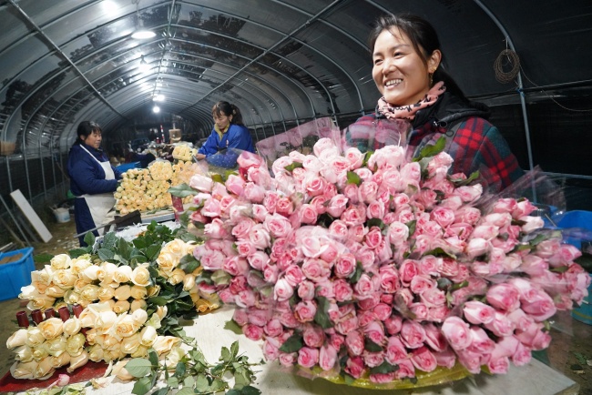 Më 18 dhjetor 2020, fermerja e luleve Yu Chengli peketoi lulet e freskëta në fshatin Taihu të provincës Anhui të Kinës Jugore/ foto nga VCG