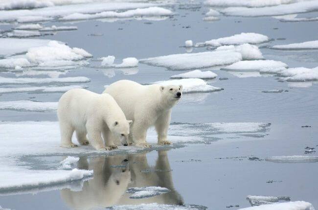 Arinj polar në Arktik