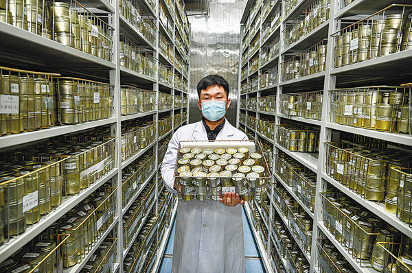 në depon afatgjatë, Dr Tang Xiao nxjerr farat e ruajtura të orizit për të kontrolluar kushtet e tyre dhe përgatitet për rinovimin dhe riprodhimin e farës.Foto nga China Daily