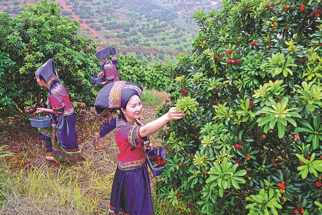 Banorët urbanë mbledhin fruta në një pemishte në qytetin Baise si pjesë e një programi të turizmit rural.[Photo/China Daily]