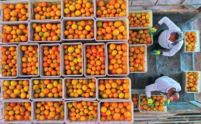 Sezon i korrjeve të portokallit, provincë Jiangxi(Foto:VCG)