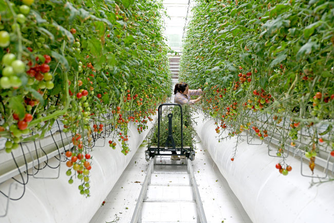 Fermë inteligjente e rritjes së tomates, provincë Anhui(Foto:VCG)