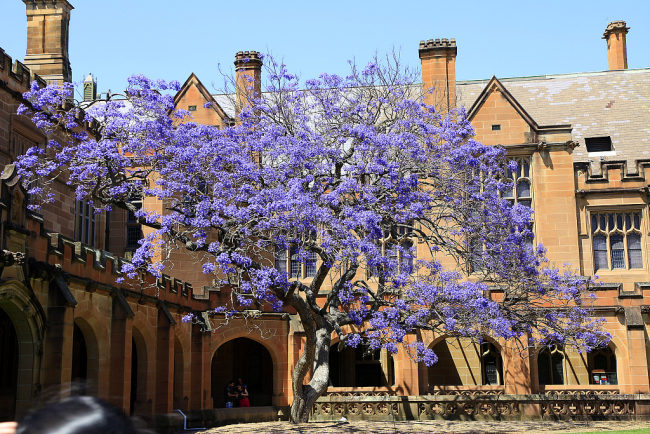 Universiteti i Sidnejit (Foto:VCG)