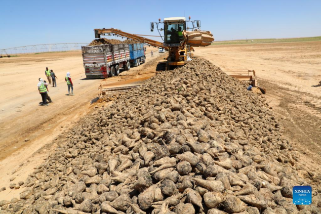 Një makinë bujqësore ngarkon panxharët sapo të korrur në një kamion në një plantacion panxhari në një shkretëtirë të provincës Minya, Egjipt më 11 korrik 2022./Xinhua