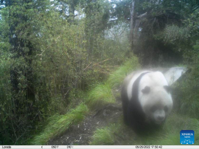Videofragmenti i xhiruar më 27 maj nga kamera me rreze infra të kuqe tregon një pandë të egër gjigante në Parkun Kombëtar të Pandave Gjigante në provincën Sichuan të Kinës Jugperëndimore./Parku Kombëtar i Pandave Gjigante 