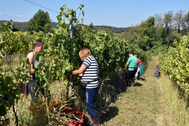 Berba grožđa u vinogradima PP Orahovica