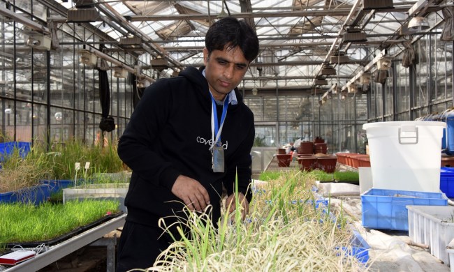 Pákistánský výzkumník Shahzad Amir Naveed kontroluje pěstírnu halodurické rýže v experimentálním skleníku v dubu 2019. Čínské ministerstvo vědy a technologií od roku 2013 sponzoruje cesty do Číny mladým profesionálům ze zemí BRI v rámci technologické a kulturní výměny. Photo: cnsphoto
