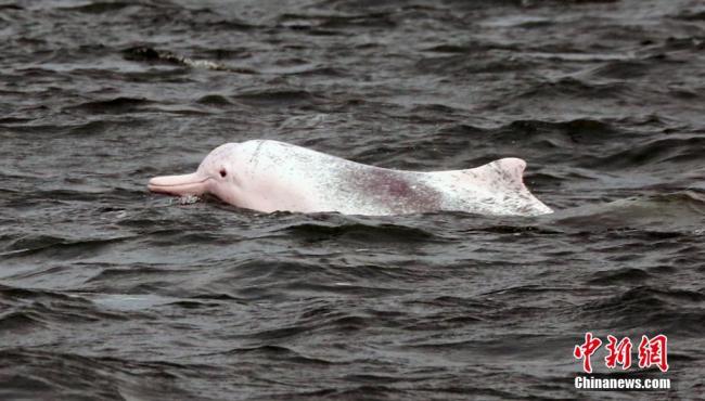 Der chinesische Weiße Delfin in der Bucht Sanniangwan