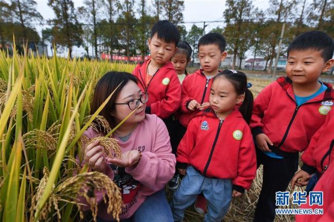Von ihrer Lehrerin begleitet lernen die Kinder, Reis zu erkennen