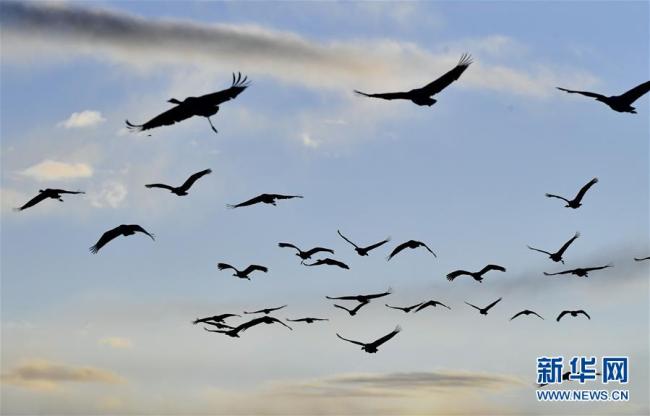 Die Schwarzhalskraniche fliegen im Naturschutzgebiet in Linzhou.