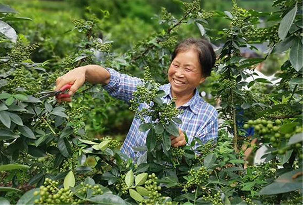 Lokale Einwohner in Ziyang bauen chinesischen Blütenpfeffer an