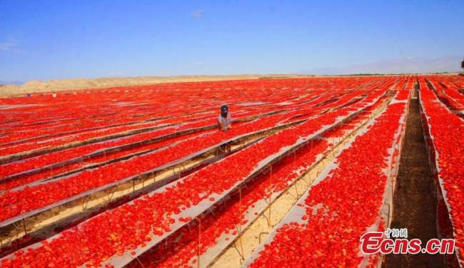 Οι ντομάτες αποξηραίνονται στην ανακτημένη από την έρημο γη του Γιεντσί, που υπάγεται στη δικαιοδοσία του Σώματος Παραγωγής και Κατασκευής Σιντζιάνγκ στην Αυτόνομη Περιοχή Σιντζιάνγκ Ουιγούρ, στις 10 Αυγούστου 2021. (Φωτογραφία/ China News Service)