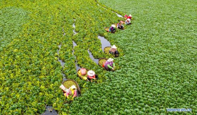 Η εναέρια φωτογραφία που τραβήχτηκε στις 23 Αυγούστου 2021 δείχνει αγρότες να μαζεύουν κάστανα στο χωριό Τζοουντουό έξω από την Χαϊάν της επαρχίας Τζιανγκσού της ανατολικής Κίνας. 