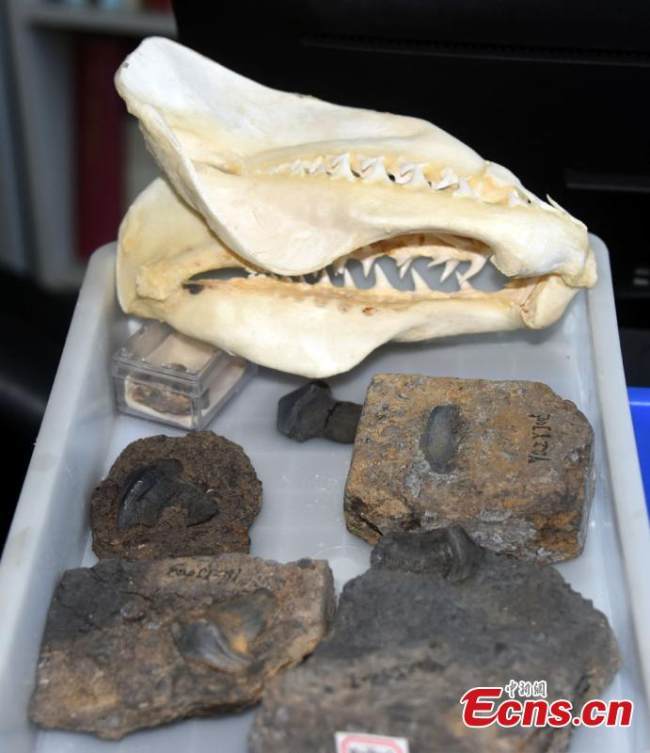 Τα απολιθώματα των δοντιών του petalodus που χρονολογούνται από 290 εκατομμύρια χρόνια πριν, συγκρίνονται με τα δόντια του μεγάλου λευκού καρχαρία (στη κορυφή της φωτογραφίας). (Φωτογραφία: China News Service/ Sun Zifa)
