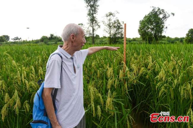 Γιγαντιαία φυτά ρυζιού ύψους δύο μέτρων αναπτύσσονται στο χωριό Τσανγκχόνγκ έξω από το Τσονγκτσίνγκ, στις 31 Αυγούστου 2021. 
