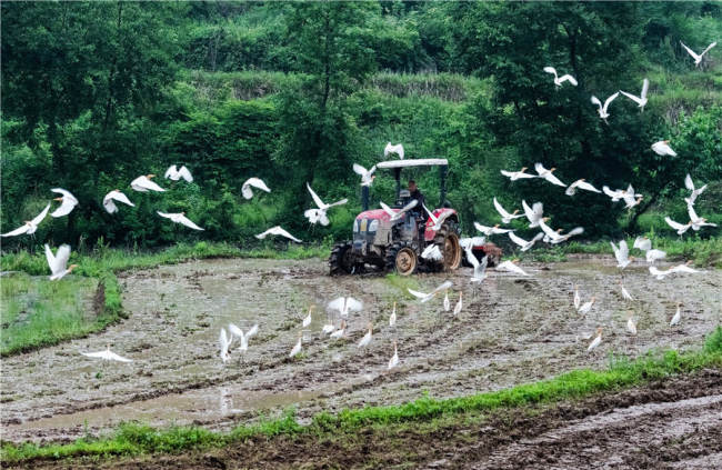 Πουλιά πάνω από αγρότη που οργώνει