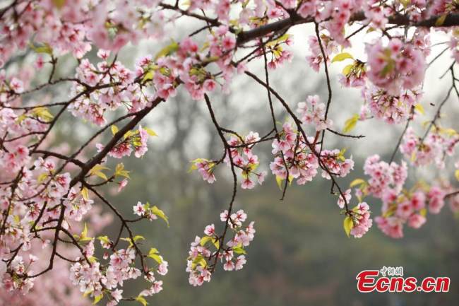 Ανθισμένες κερασιές στον Βοτανικό Κήπο Τζονγκσάν, Ναντζίνγκ, επαρχία Τζιανγκσού, 13 Μαρτίου 2022.